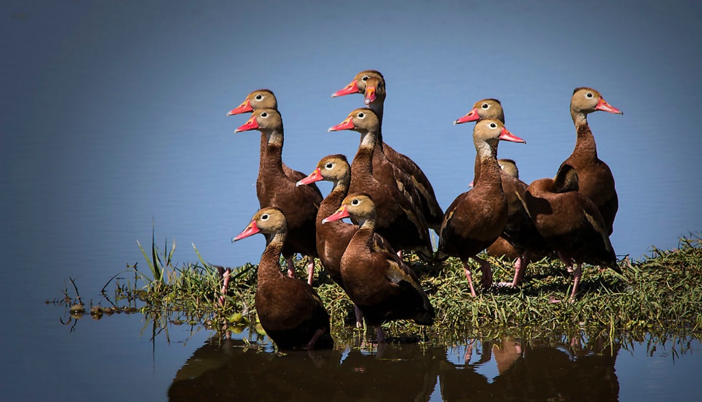 Black Bellied Whistling Ducks